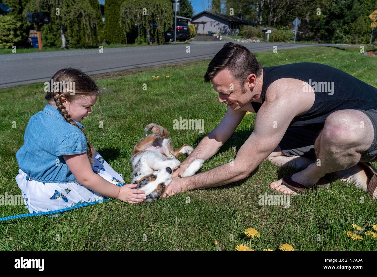 Lynwood, Washington, USA.   Father and four year old daughter petting an Australian Shepherd puppy in their yard which was on a walk by neighbor, thus Stock Photo