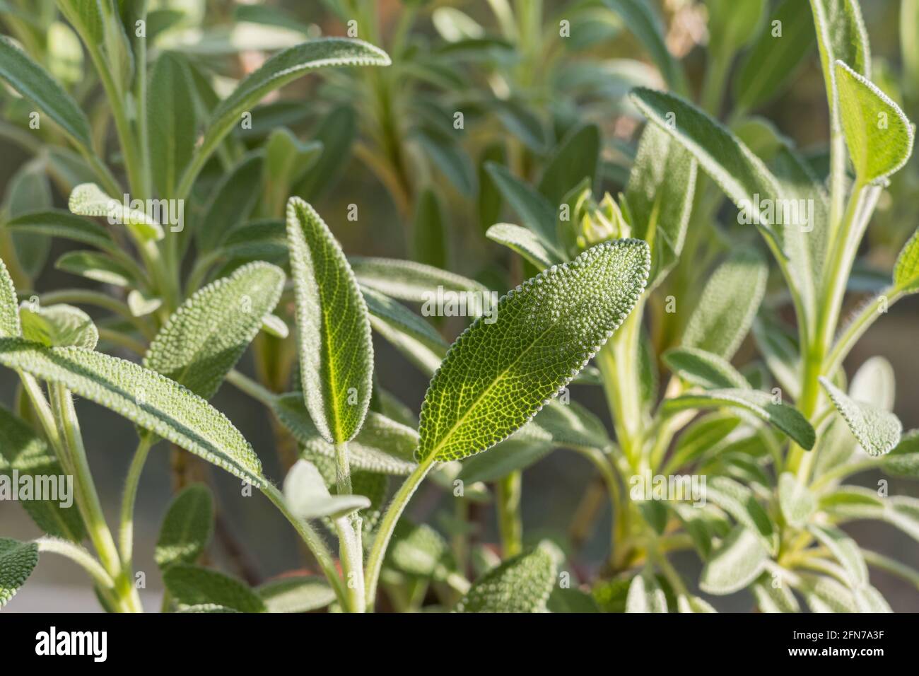 sage leaves seen in detail with sunlight indoor Stock Photo