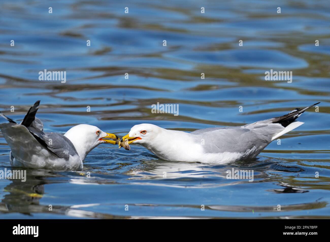 Ring-billed Gull, Pair of Seagulls, Birds, Common Gull,( Larus delawarensis), in Spring Stock Photo