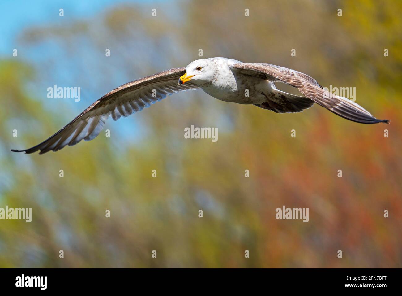 California Gull bird in flight,( Larus californicus) Stock Photo