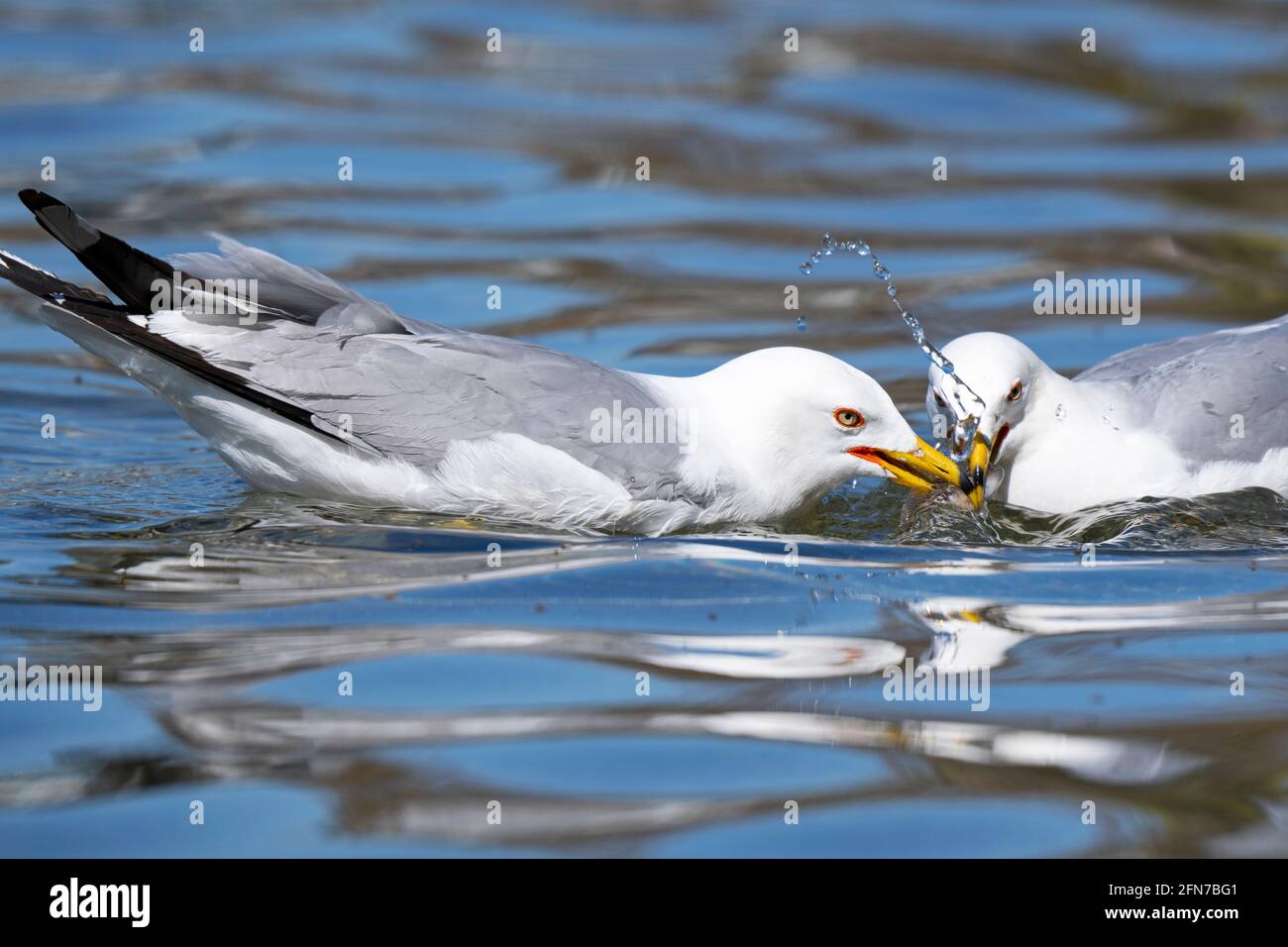 Ring-billed Gull, Pair of Seagulls, Birds , Common Gull, (Larus delawarensis) Stock Photo
