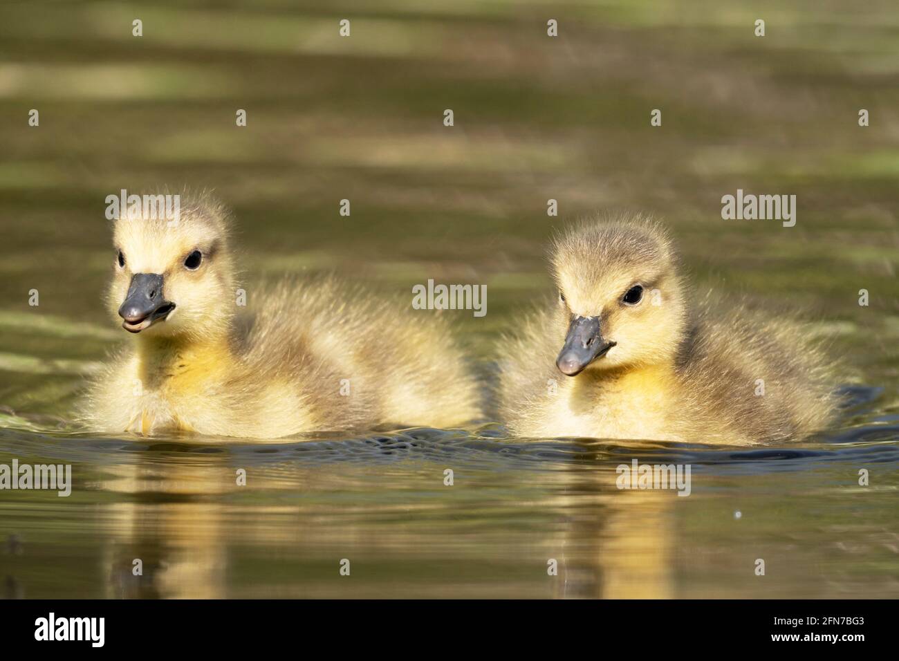 Goslings, (Branta canadensis), Pair of Young Baby Geese Stock Photo