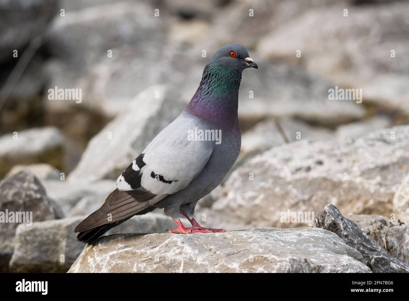 Feral Pigeon, Rock Dove, (Columba livia domestica), City Dove bird Stock Photo