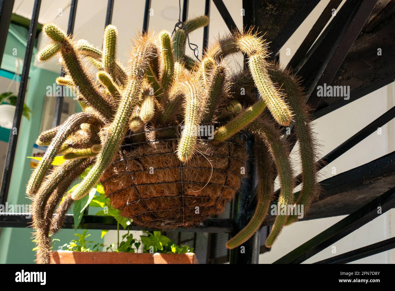 The Rattail Cactus (Aporocactus flagelliformis or Disocactus flagelliformis), a Cactus Plant in a Hanging Pot Stock Photo