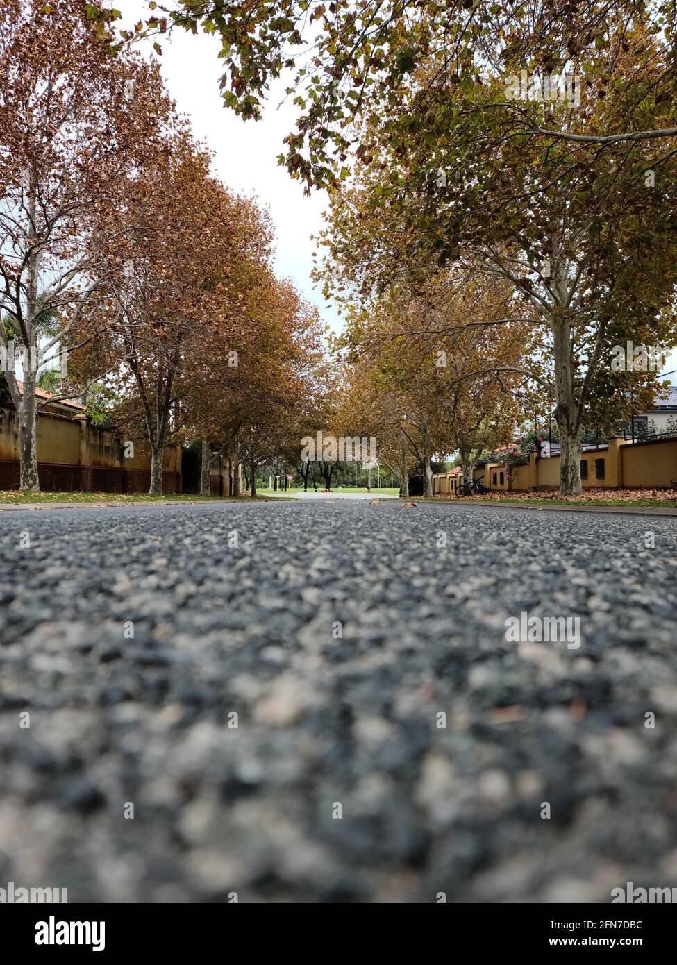 a 200ml shot on a road with autumn trees Stock Photo