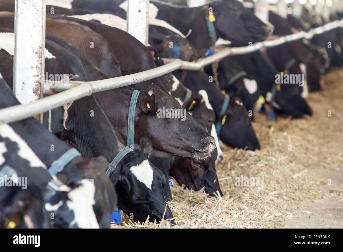 Feeding dairy cows in a farm Stock Photo - Alamy