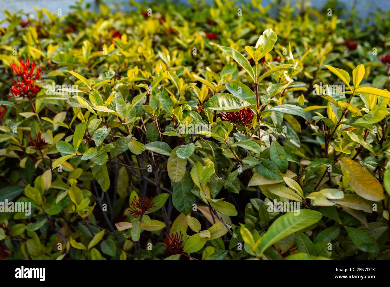 Green trimmed bush hi-res stock photography and images - Alamy