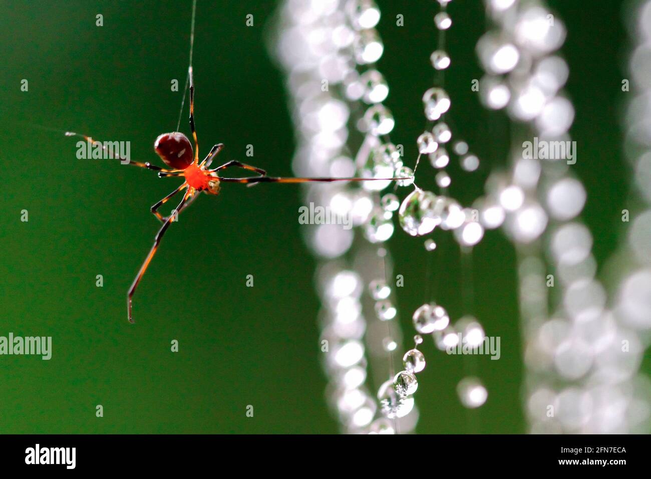 spider hang upon a dew web Stock Photo - Alamy