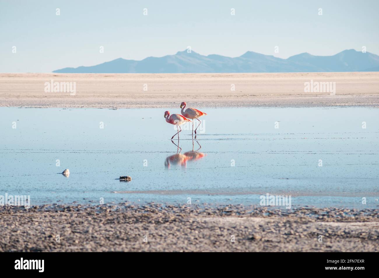 two pink flamingos at famous Salar de Uyuni salt flats in Bolivia Stock