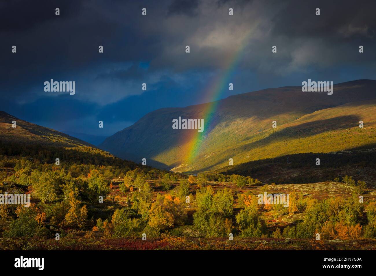 Golden hour evening light, autumn colors, rainbow, and dark dramatic skies in Dovrefjell national park, Dovre, Norway, Scandinavia. Stock Photo