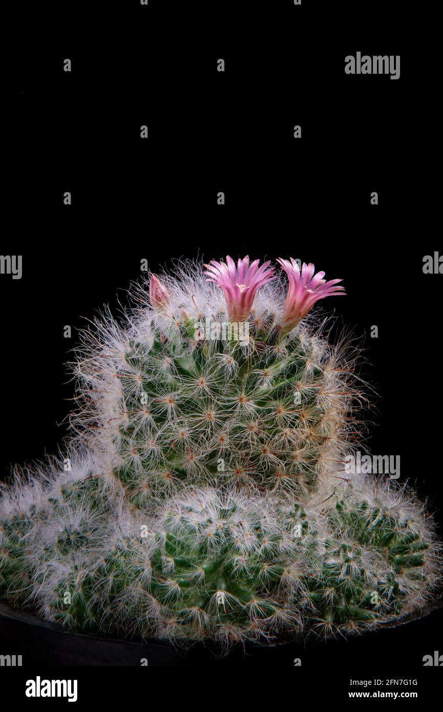 close up pink flower of mammillaria cactus Stock Photo
