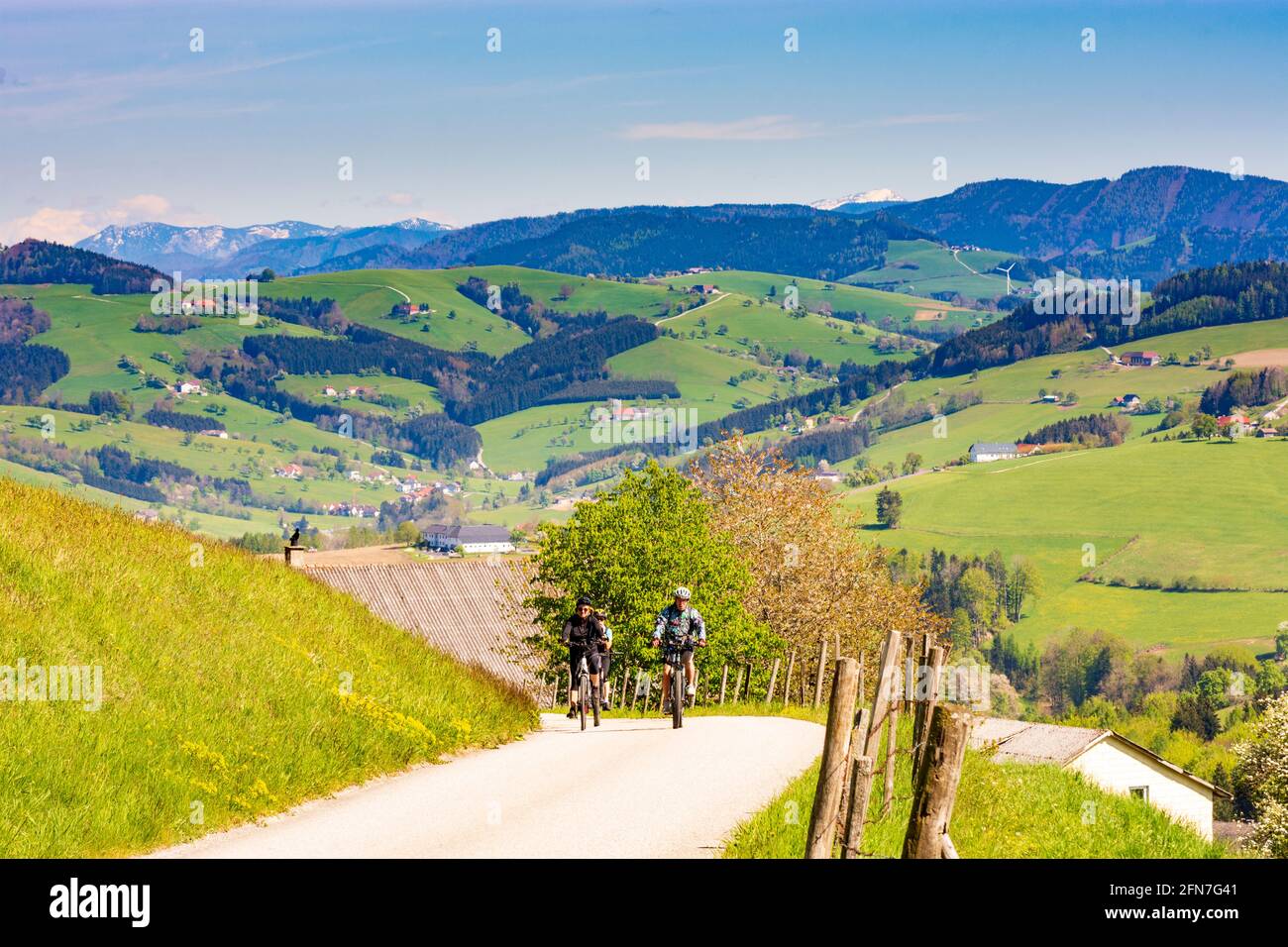 Weistrach: mountain biker on narrow road, farmhouses, meadow, blooming pear trees in Mostviertel, Niederösterreich, Lower Austria, Austria Stock Photo