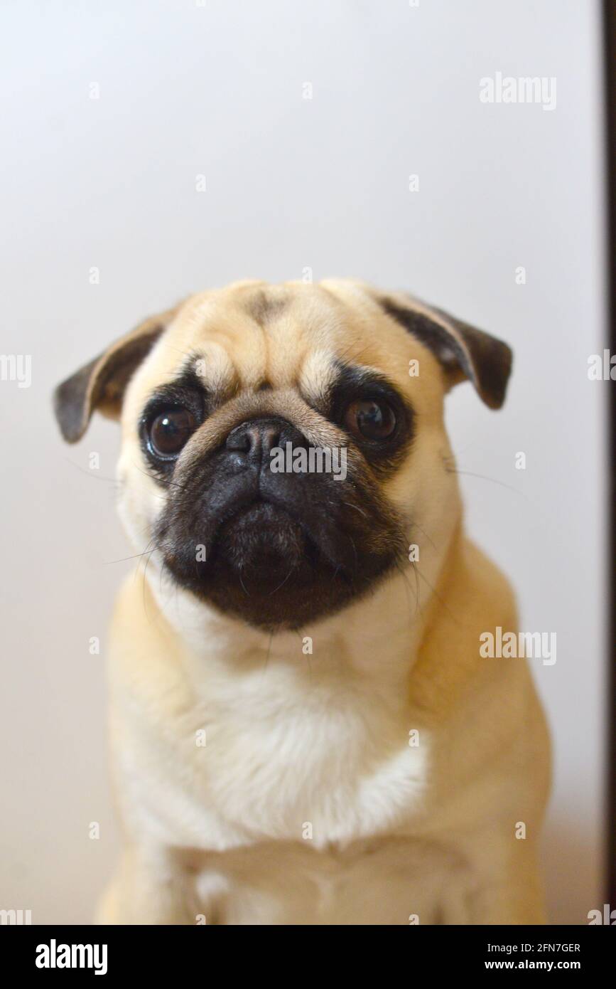 Portrait of mops dog on a white background Stock Photo - Alamy