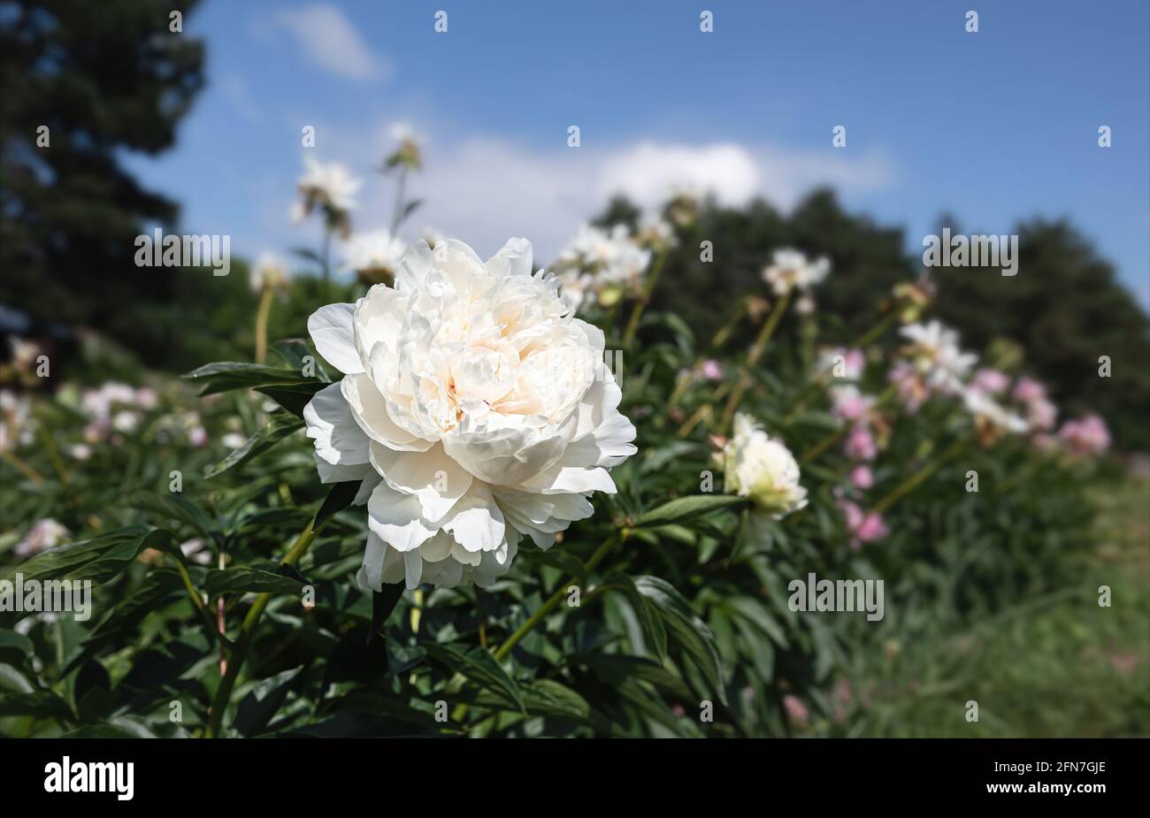 Blooming white peonies in sun light on blue sky background Stock Photo ...
