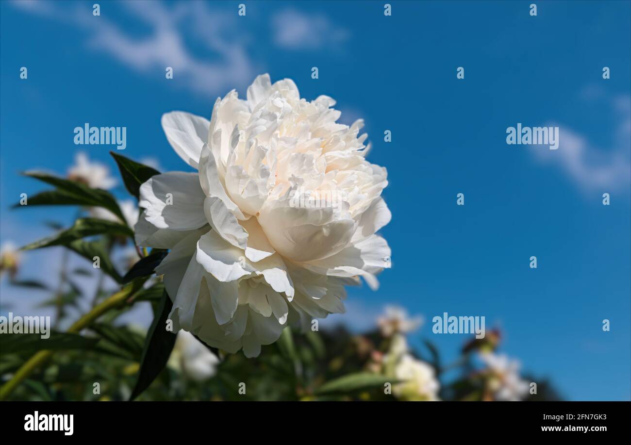 Blooming white peonies in sun light on blue sky background Stock Photo ...