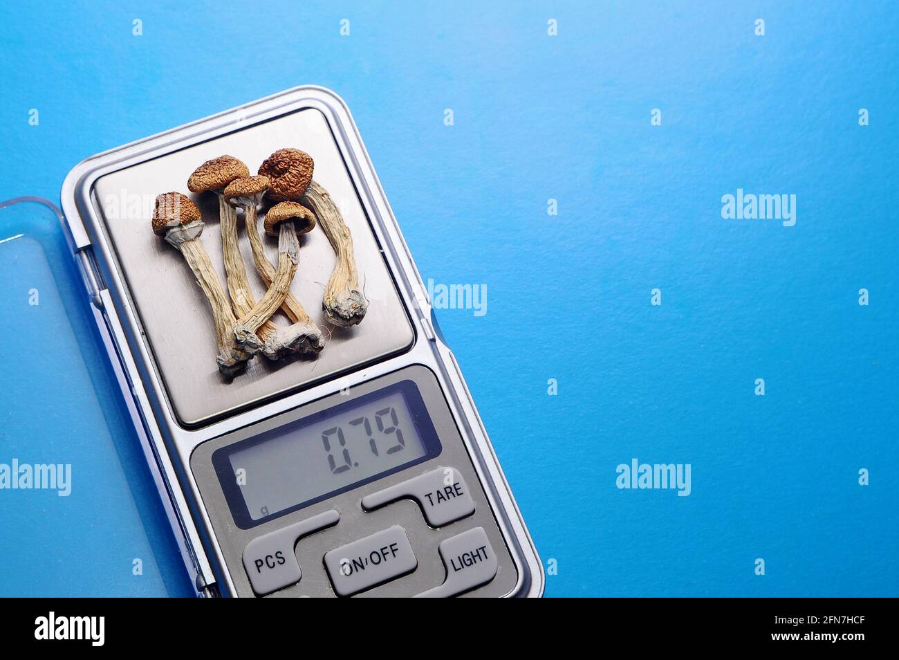 Psychedelic microdosing. Dry psilocybin mushrooms and calculator on bright  blue background. Micro-dosing concept Stock Photo - Alamy