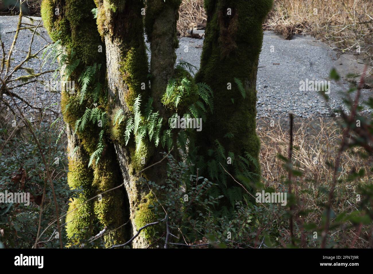 ferns and moss growing off a tree by a path Stock Photo - Alamy