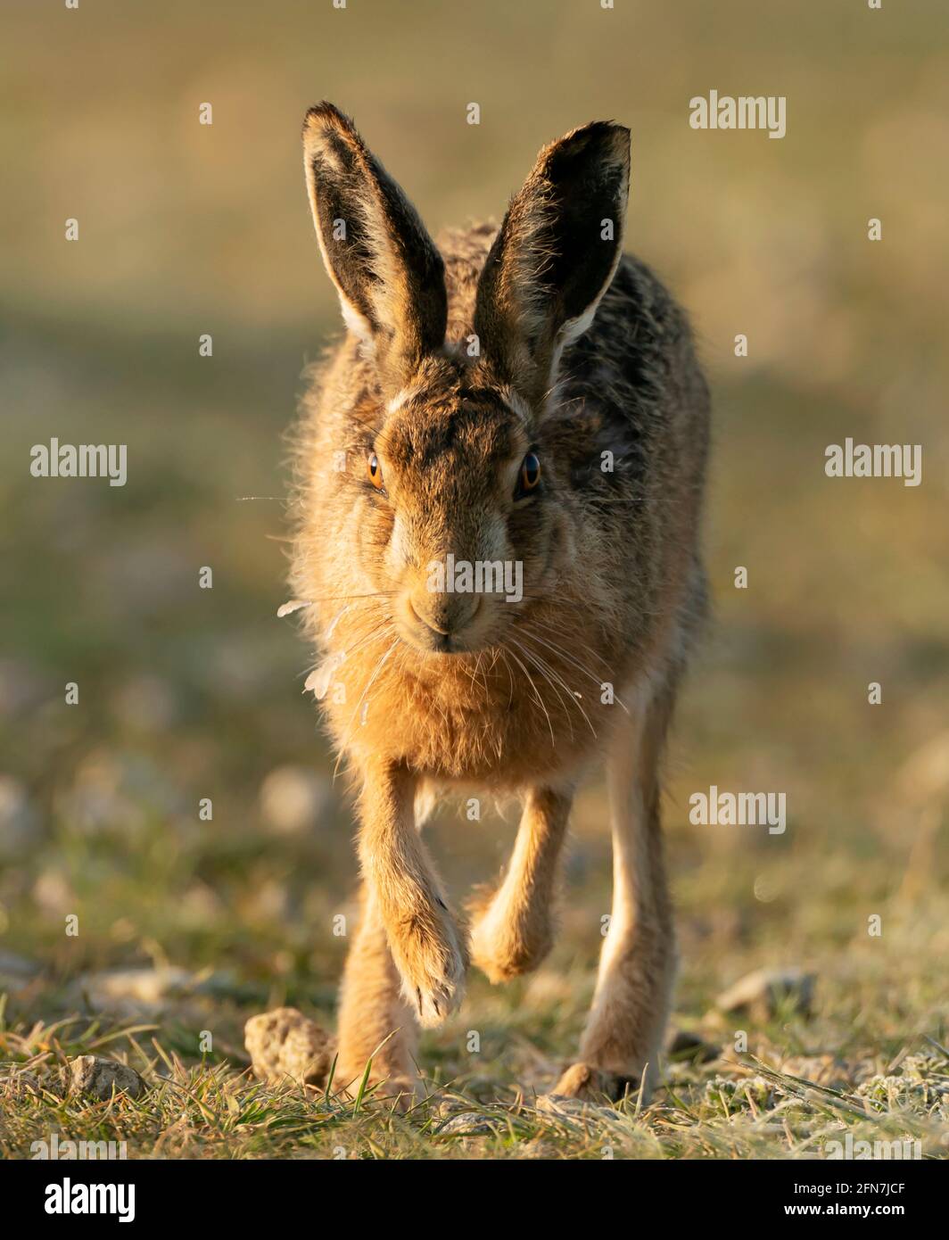 A Brown Hare (Lepus europaeus) with frosty whiskers, Oxfordshire Stock Photo