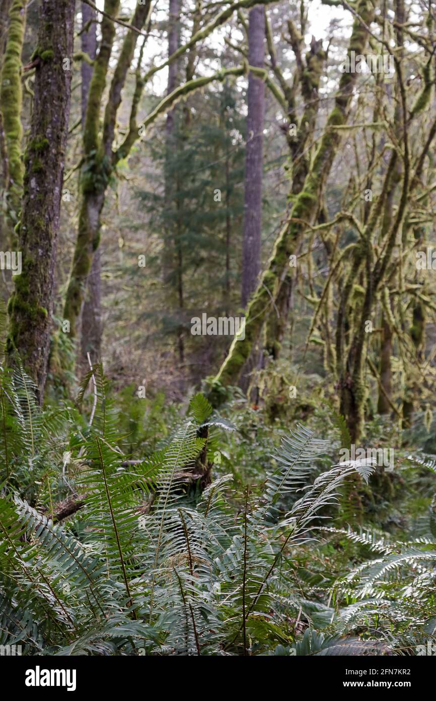 ferns on the forest floor growing between moss covered trees Stock Photo