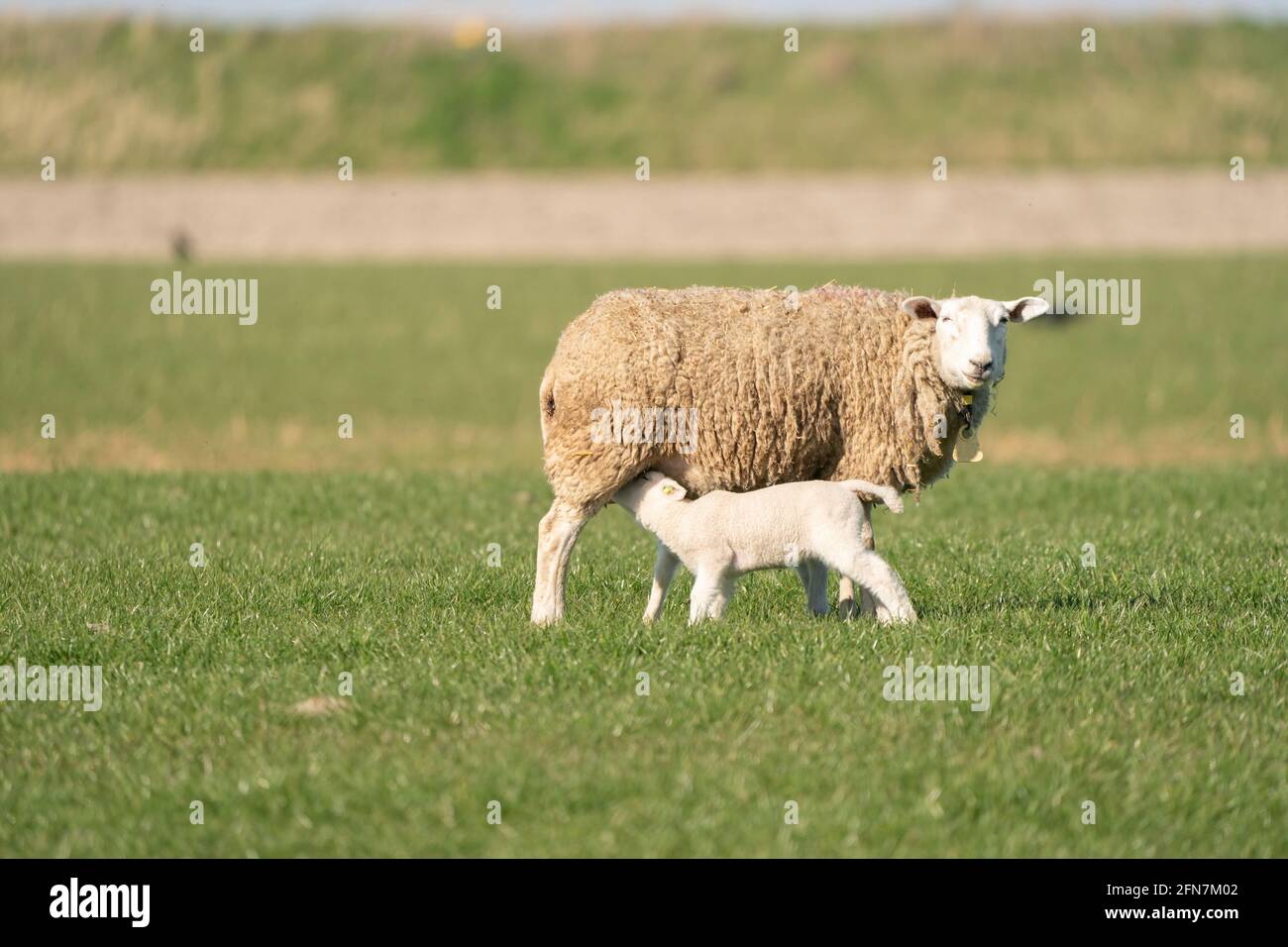 Mother sheep and her twin lambs drinking milk from the ewe. On a spring morning Stock Photo