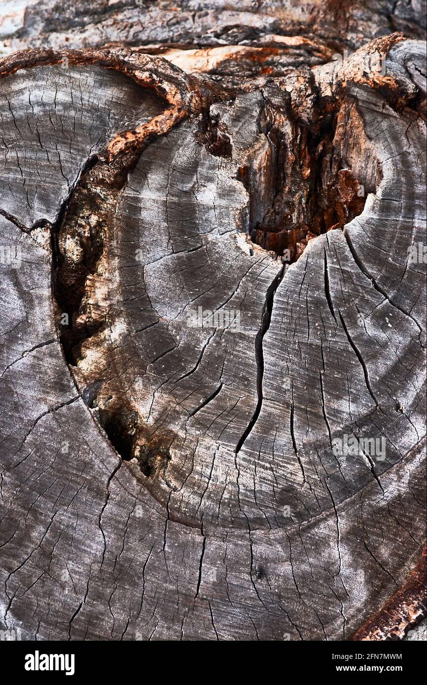 abstract texture of a aged cracked tree trunk and background Stock Photo