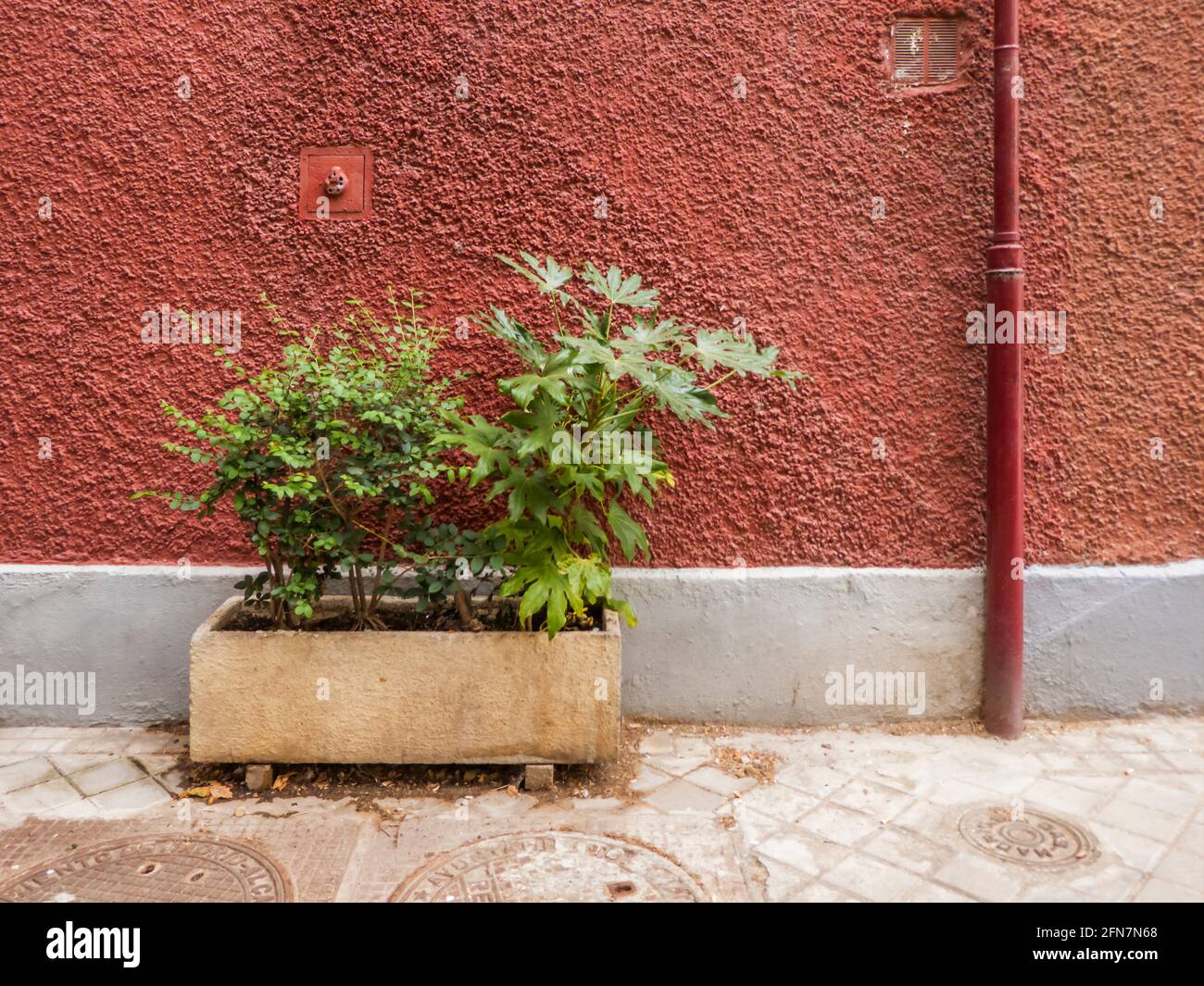 Pot with green plants next to a reddish wall and pipe in the street Stock Photo