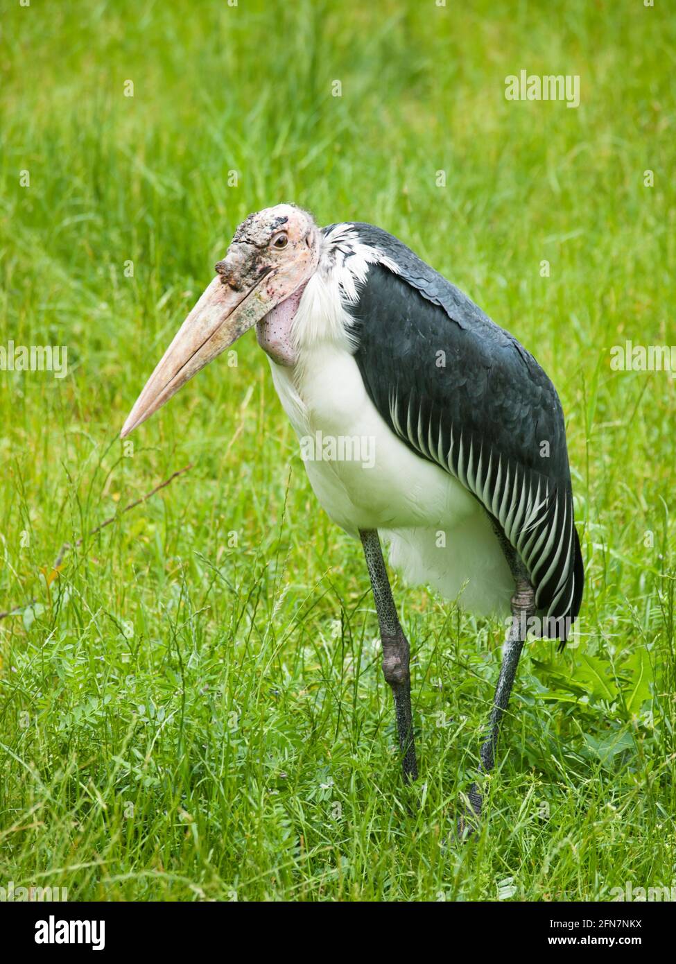 Marabou stork-  Leptoptilos crumeniferus on meadow Stock Photo