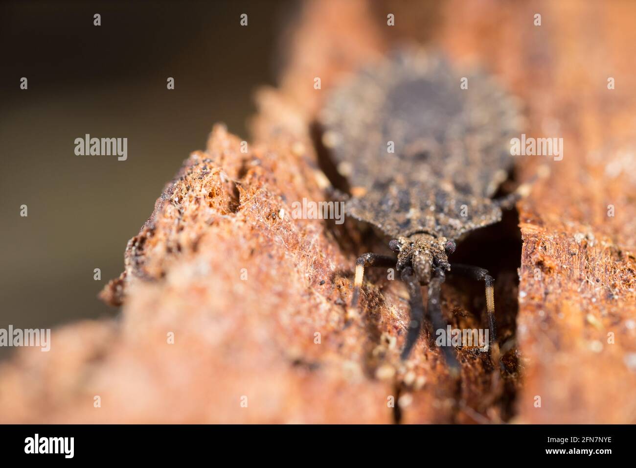 Flatbug (Aradus brevicollis) Stock Photo