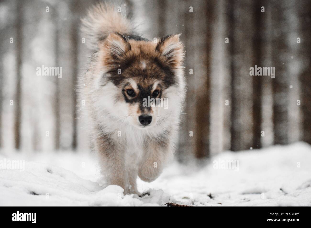 Portrait of a young puppy Finnish Lapphund dog in winter season Stock ...