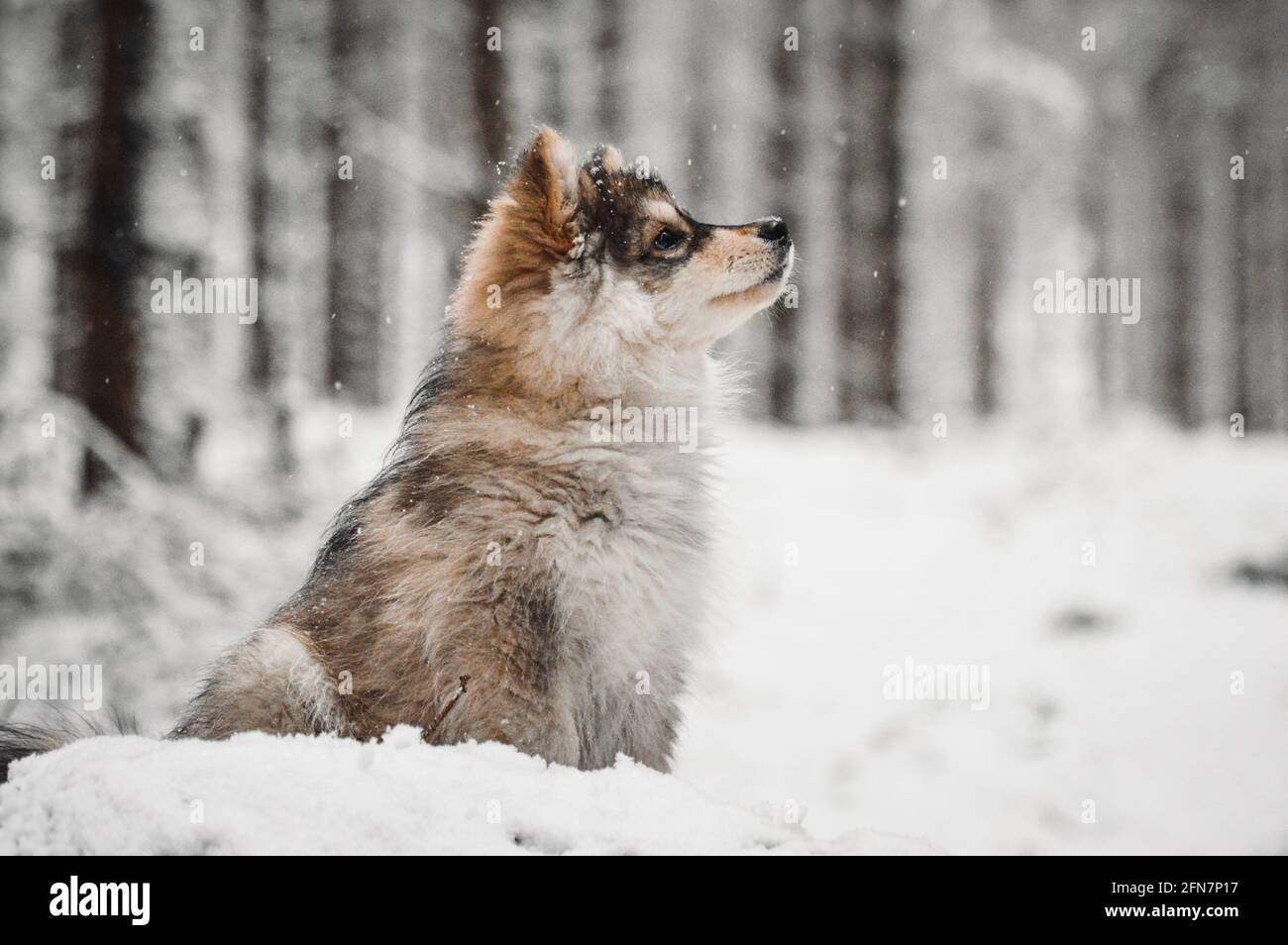 Portrait of a young puppy Finnish Lapphund dog in winter season Stock ...
