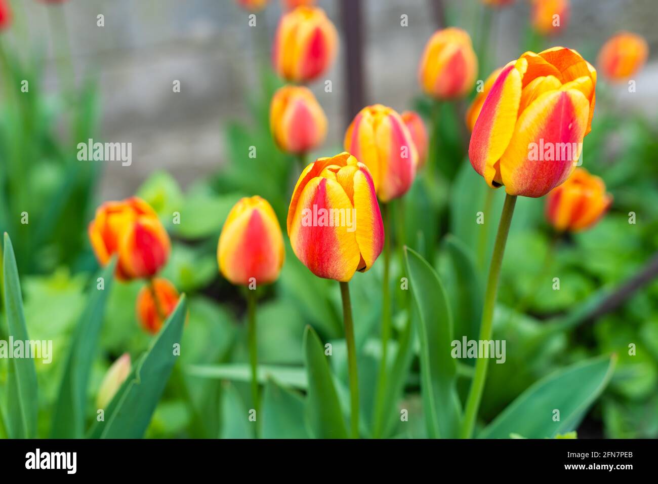 A raised wooden bed planted up with spring flowers Stock Photo Alamy