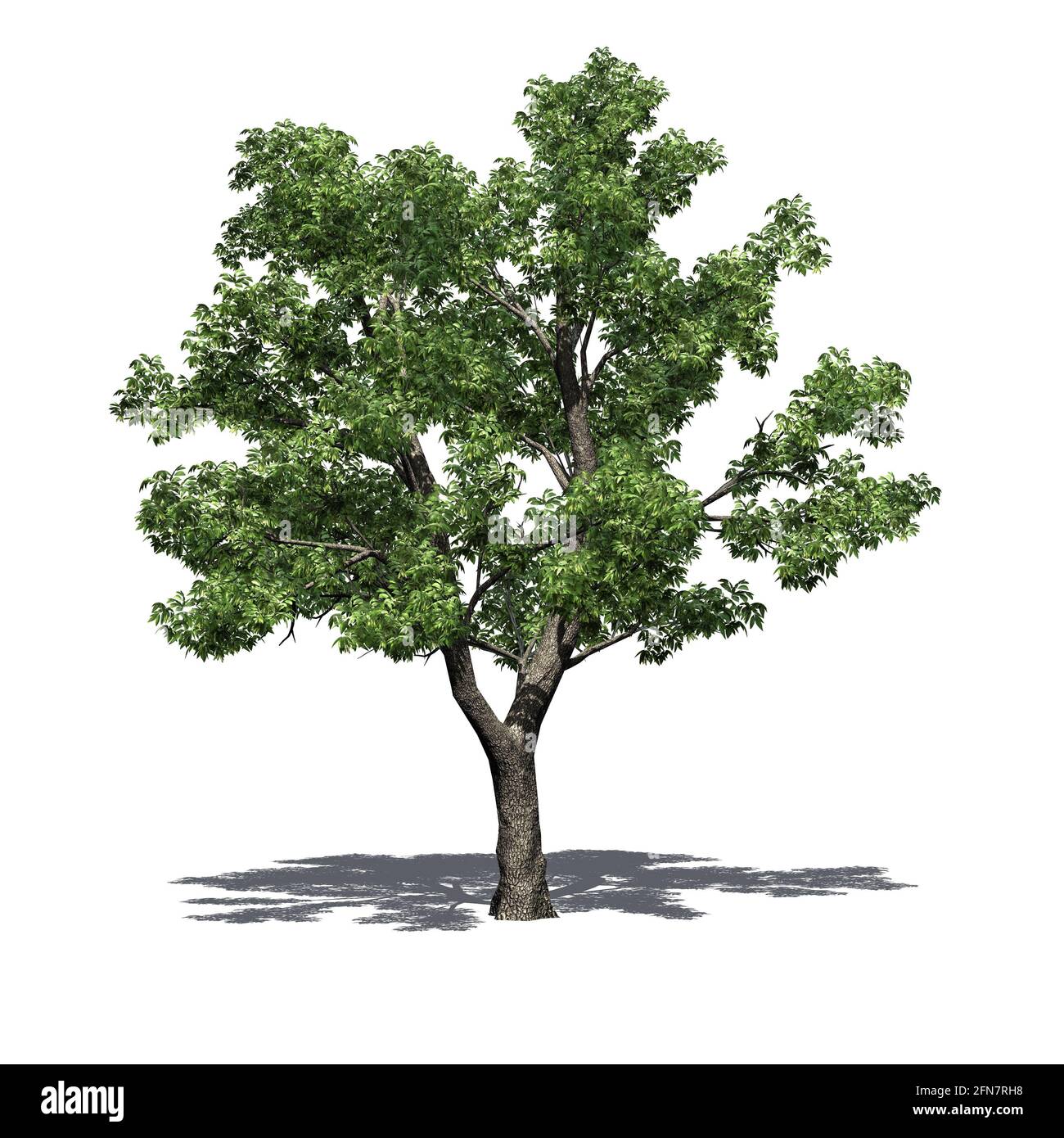 Green Ash tree with shadow on the floor - isolated on white background - 3D Illustration Stock Photo
