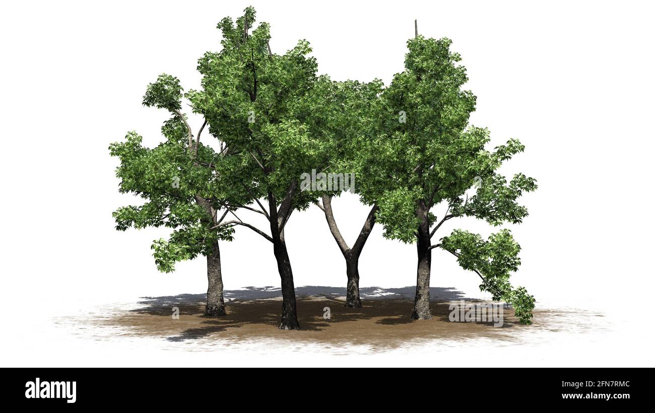 several Green Ash trees on sand area with shadow on the floor - isolated on white background - 3D Illustration Stock Photo