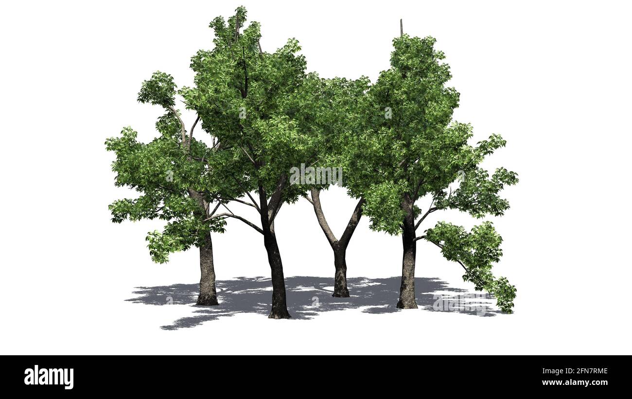 several Green Ash trees with shadow on the floor - isolated on white background - 3D Illustration Stock Photo
