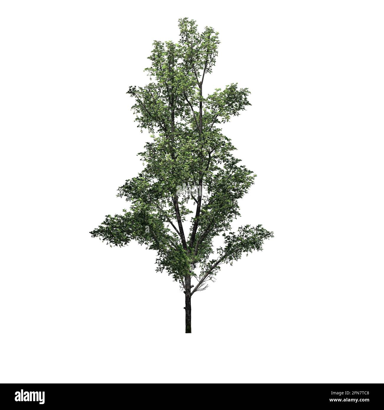 Mountain Maple tree - isolated on white background - 3D Illustration ...