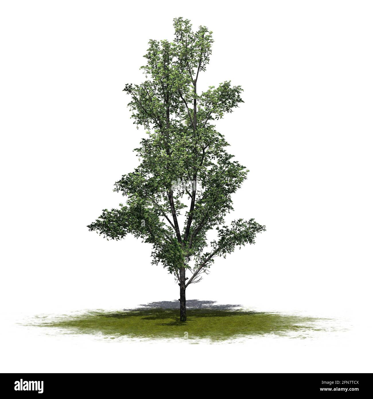Green Maple Tree Rendering Mountain Maple tree on green area - isolated on white background - 3D ...