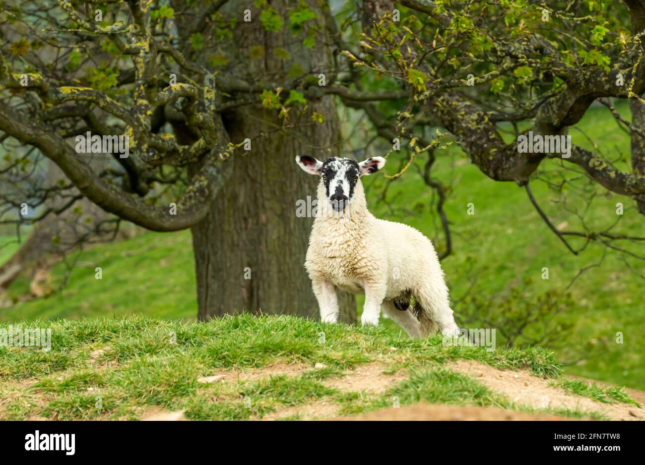 A fine, well grown Swaledale mule lamb in Springtime, stood on a hillside beneath a budding Sycamore tree.  Nidderdale, North Yorkshire.  Horizontal. Stock Photo