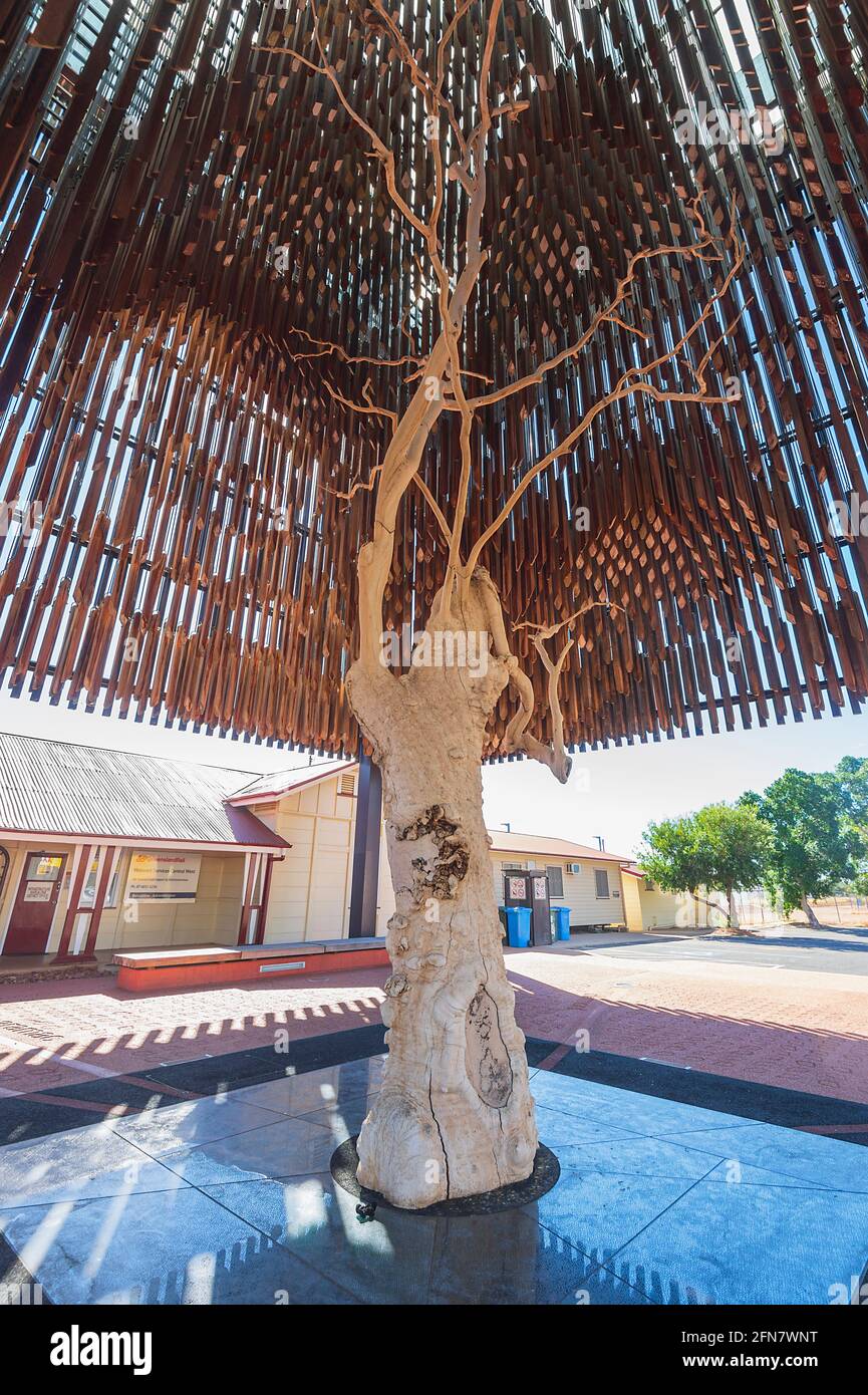Vertical view of the Tree of Knowledge under which the Australian Labor Party was formed during the 1891 National Shearers' Strike, Barcaldine, Queens Stock Photo