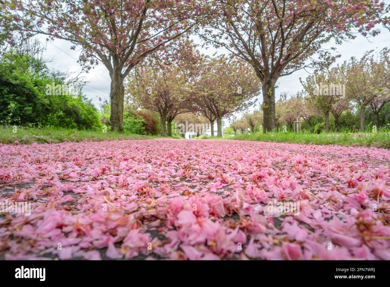 Sakura blossom path hi-res stock photography and images - Page 11 - Alamy
