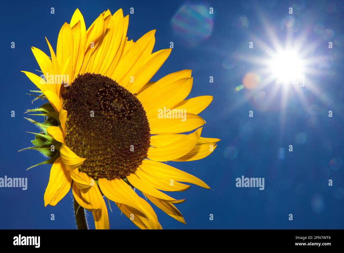 One sunflower sun rays hires stock photography and images Alamy