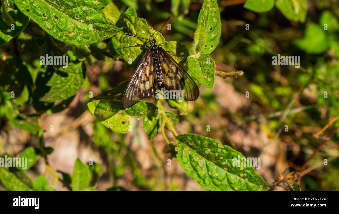 A type of milkweed butterfly. Stock Photo