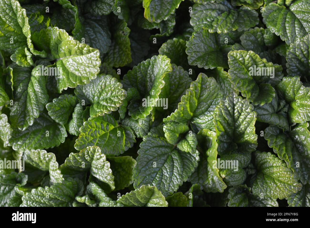 Lemon balm, also known as Melissa officinalis, a lemon scented herb Stock Photo