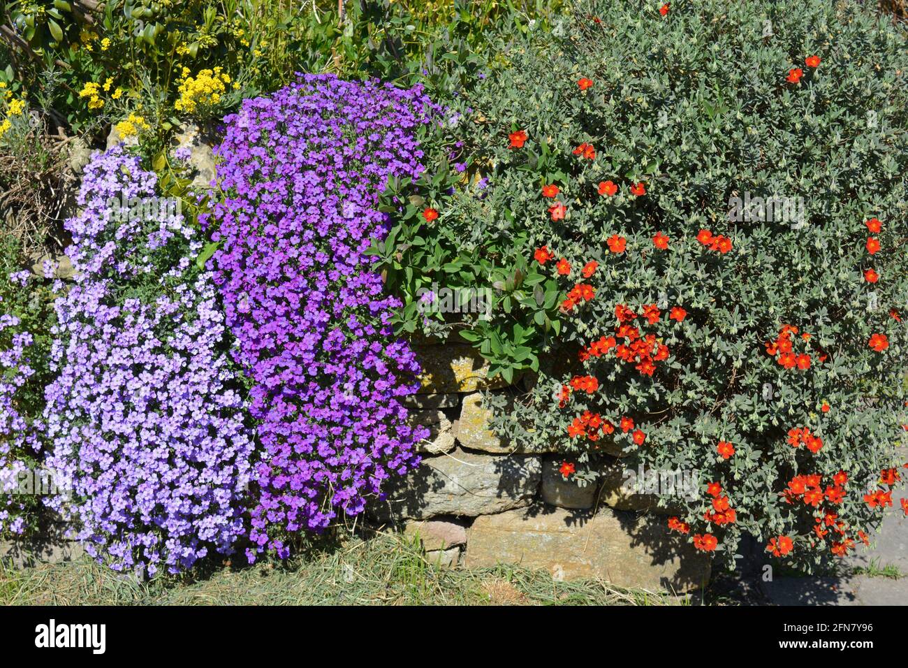 Colourful plants flowering in drystone wall, including purple Aubretia and red Rockrose Stock Photo
