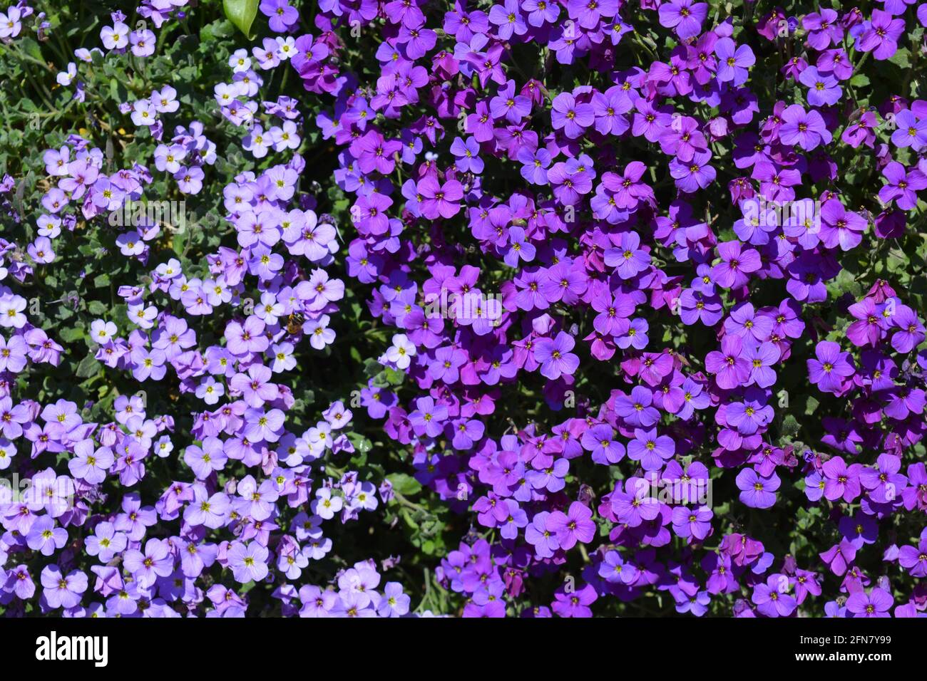 Purple Aubretia flowers, also known as Rock Cress, cascading down a garden wall Stock Photo