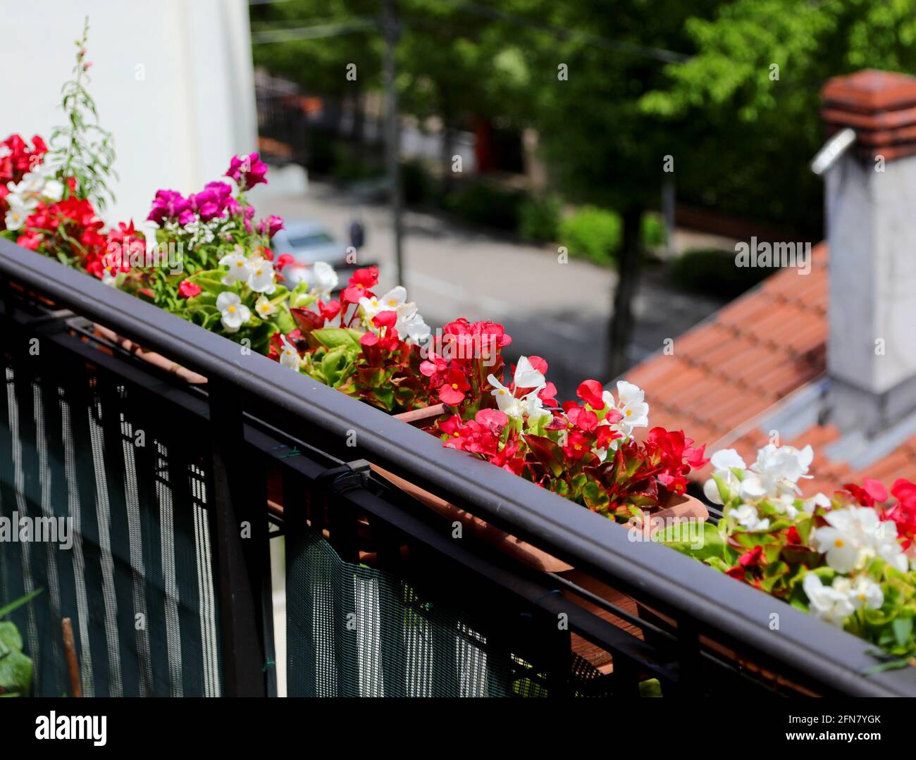 flowered balcony with a beautiful red and white every in the windowsill of the house of an apartment in the city Stock Photo