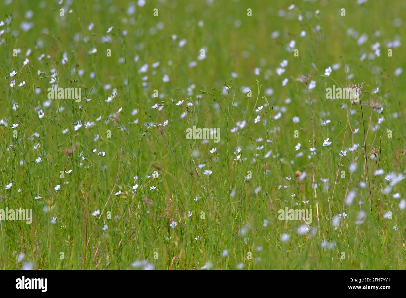 Flax / Lin cultivé / Linum usitatissimum Stock Photo - Alamy