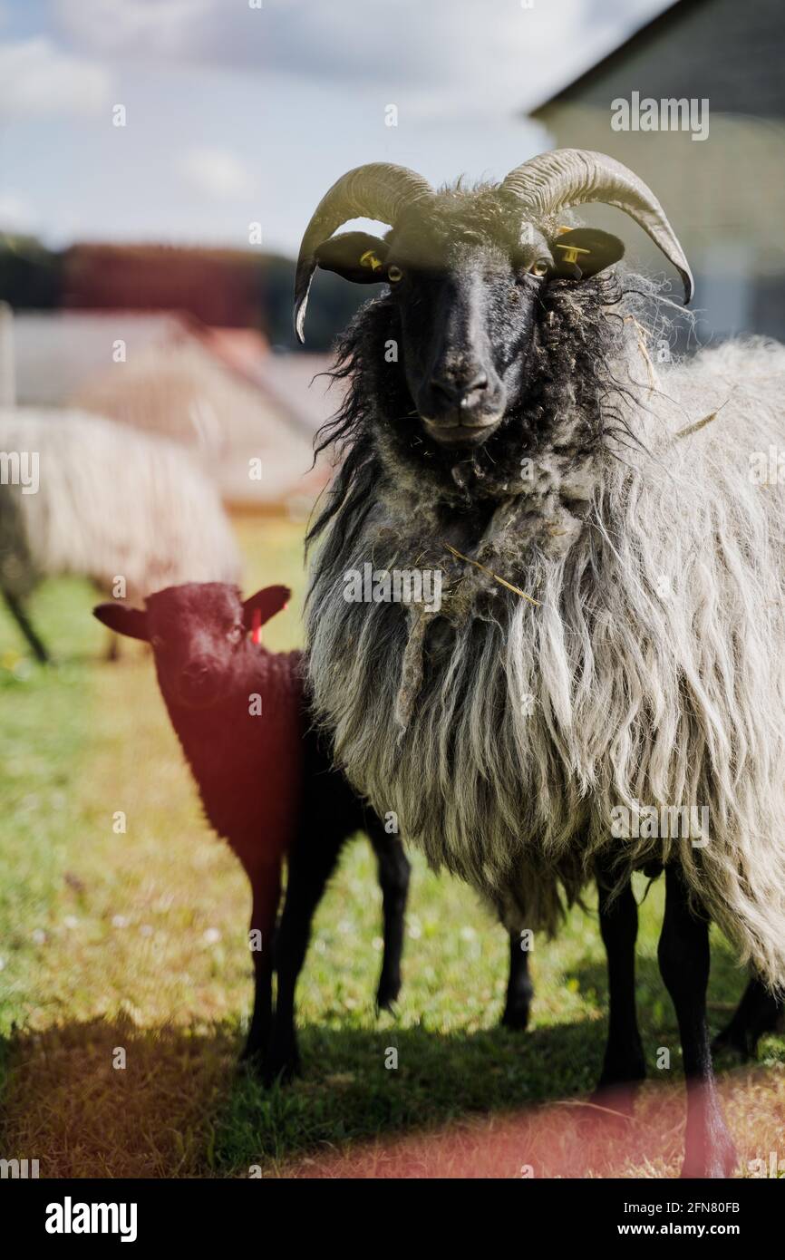A long shaggy coated sheep with horns and lamb on a field in Germany, Feldstetten. Grey, Green, blue sky. Church in background. Sheep looks majestic. Stock Photo