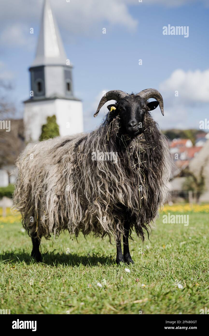 A long shaggy coated sheep with horns and lamb on a field in