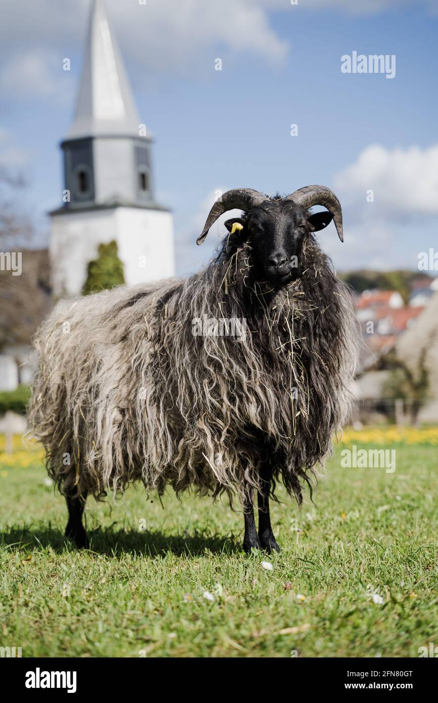 A long shaggy coated sheep with horns and lamb on a field in Germany, Feldstetten. Grey, Green, blue sky. Church in background. Sheep looks majestic. Stock Photo