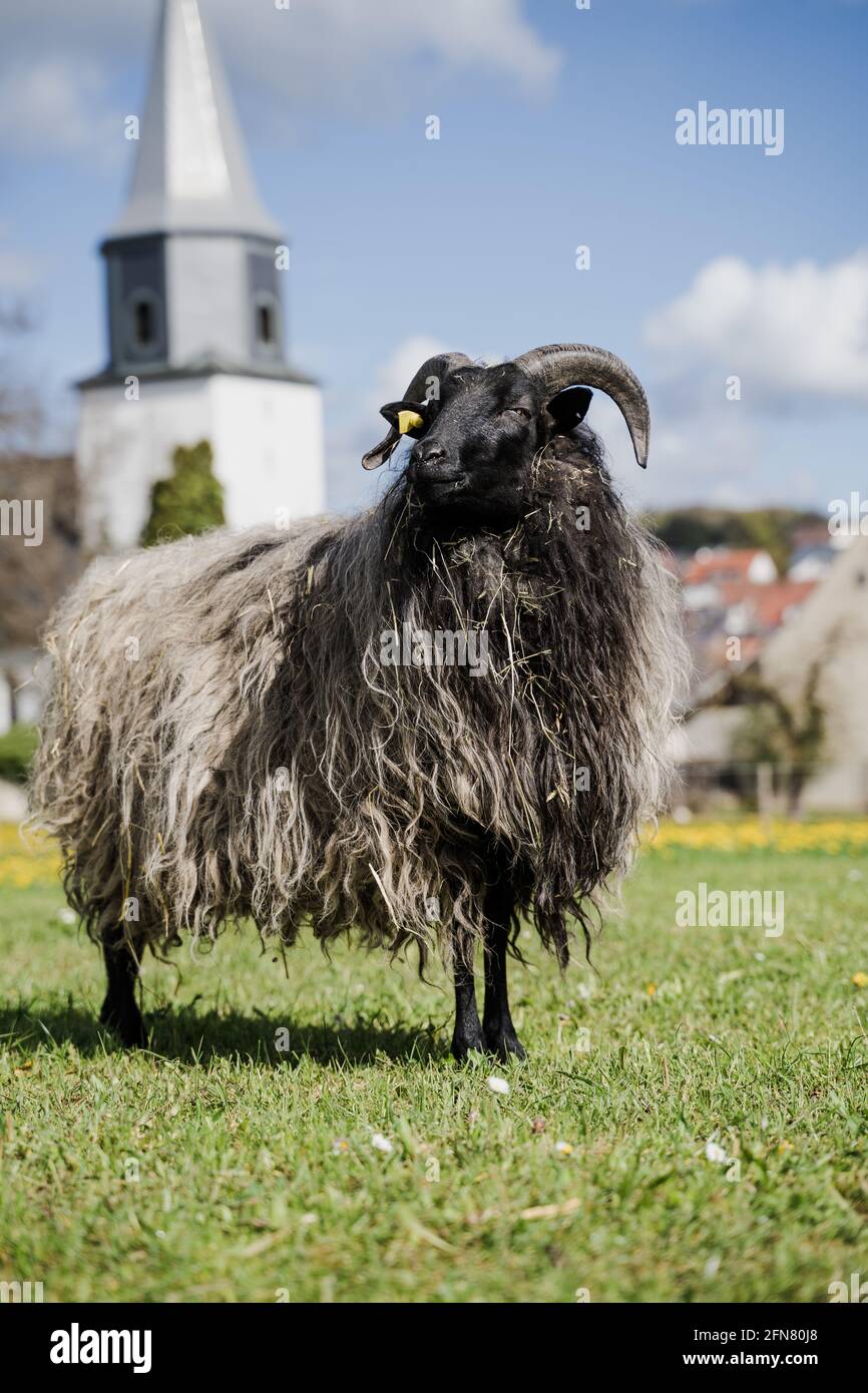 A long shaggy coated sheep with horns and lamb on a field in